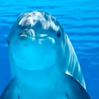 Los-delfines-duermen-con-un-ojo-abierto