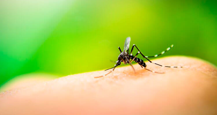 Por-que-los-mosquitos-no-pican-a-todo-el-mundo