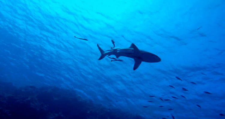 Tienen-huesos-los-tiburones