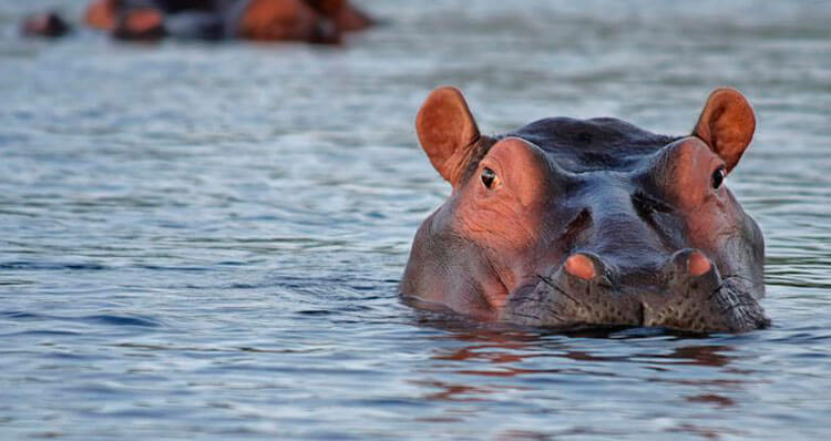 Por qué los hipopótamos sudan rosa? – CURIOSAS MENTES