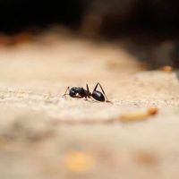 Las-hormigas-tambien-se-jubilan