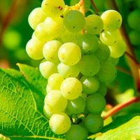 Por-que-tomamos-uvas-en-fin-de-año