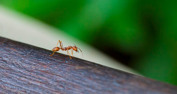 Las-hormigas-levantan-hasta-50-veces-su-peso