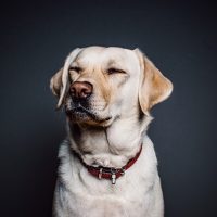 Los-perros-detectan-tus-emociones