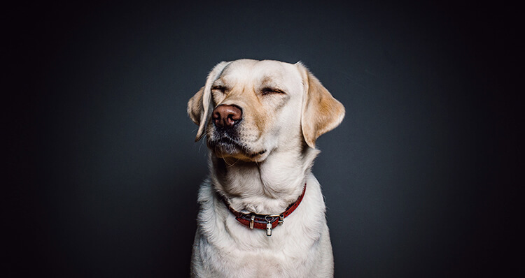 Los-perros-detectan-tus-emociones