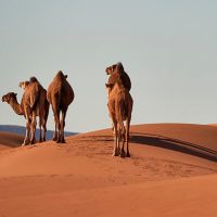 los-camellos-tienen-3-parpados