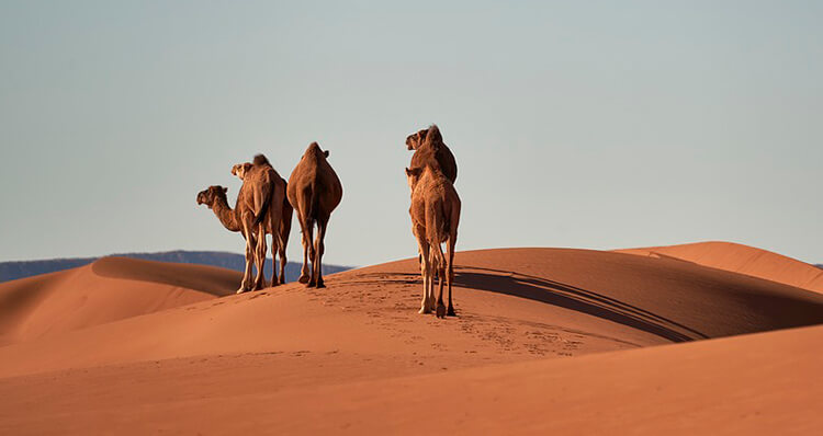 los-camellos-tienen-3-parpados