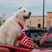 El-perro-alcalde-de-Minnesota-Duke