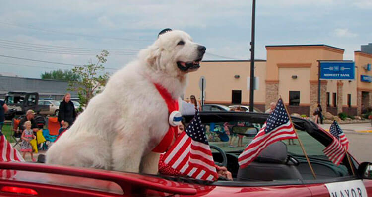 El-perro-alcalde-de-Minnesota-Duke