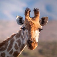 La-lengua-de-una-jirafa-puede-medir-hasta-50-cm