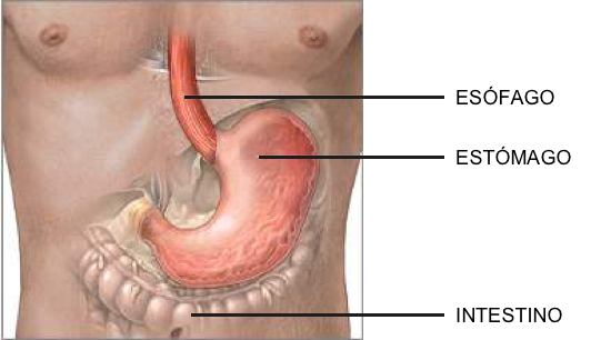 Estómago situado entre el esófago y el instestino